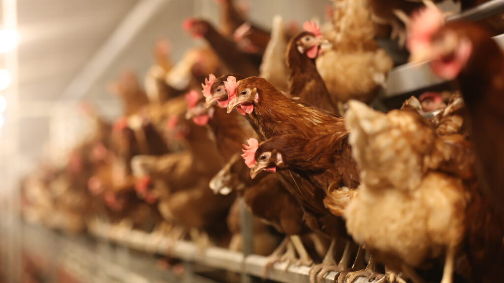 Avian flu will likely be devastating this winter. We know how to help